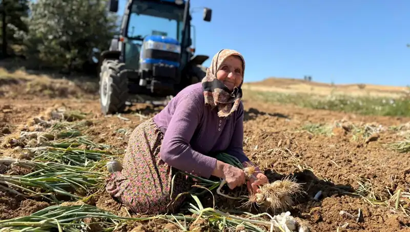 Selenyumun Cenneti: Tarlada Bin 200 Liraya Satılan Eşsiz Ürün!