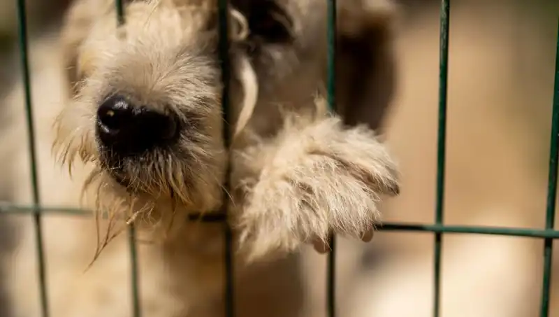 İş Stresi Neden Köpekleri de Vuruyor? Uzmanlarla Derinlemesine İnceleme