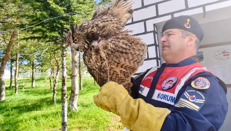 Dikenli Tellere Takılan Puhu, Hayata Döndü: Doğa Koruma Ekibinin Başarısı