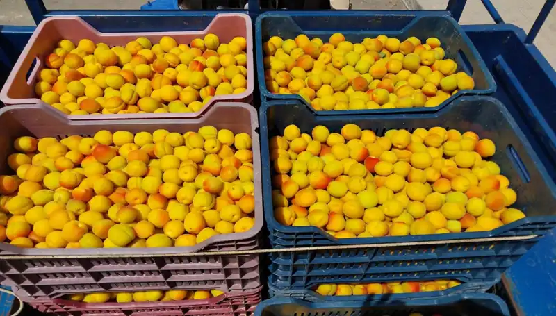 Tarımda Yeni Dönem: İlk Hasat 500 TL’den Satışa Çıktı!