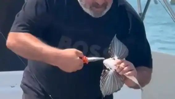 Saros Koyunda Nadir Görülen Kırlangıç Balığı Avlandı: Balıkçıların Şansı