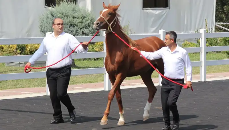 Taşkın Kral: Rekor Kıran Doğa Olayı ile Yüreklere Korku Saldı
