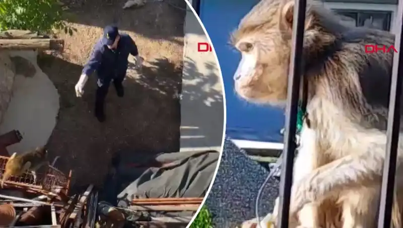 Muğla'da Eşsiz Bir Kovalamaca: Maymun Aşıklar Mükafatı!