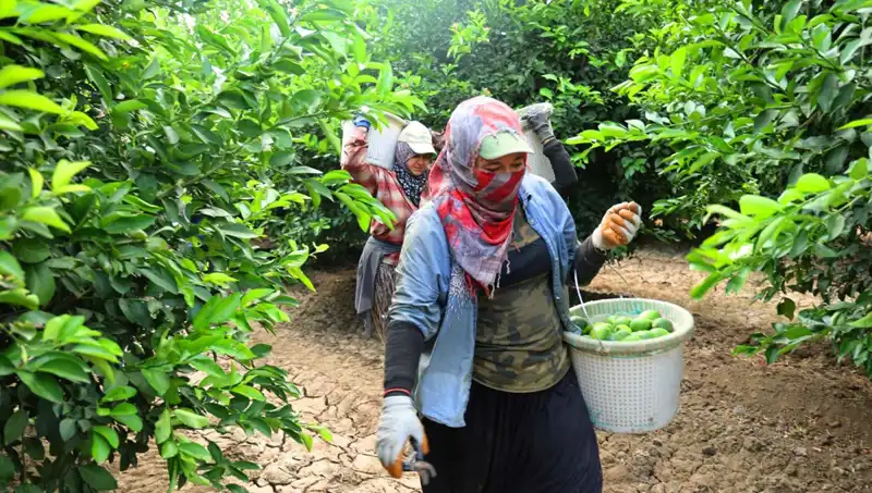 Marketlerde Domates Fiyatı Yüzde 50 Düşüyor: Hasat Dönemi Başladı!