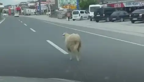 Yalova'da Kurbanlık Hayvanların Kaçışı Trafiği Felç Etti!