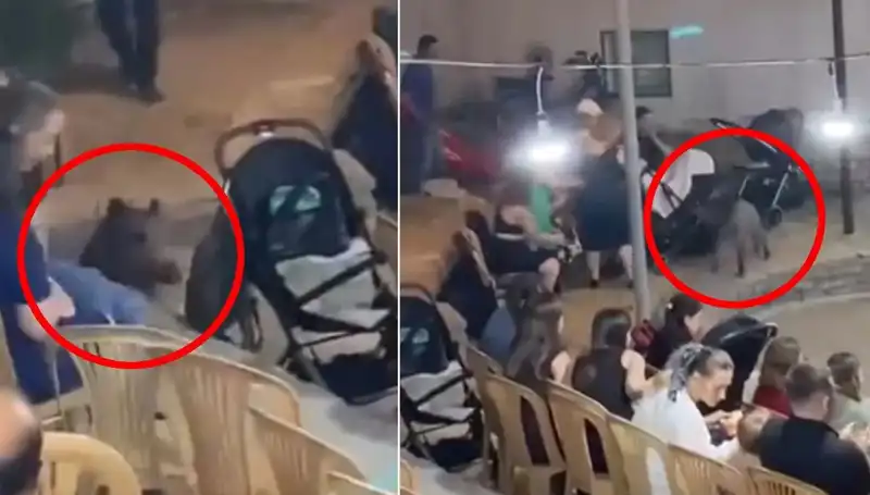 Düğün Misafirlerini Şaşkına Çeviren Yaban Domuzu Olayı