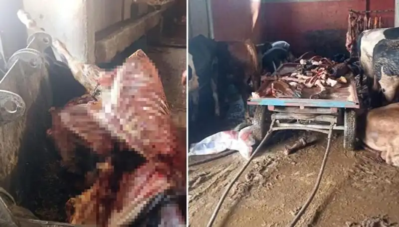 Adana'da 2,5 Ton At Eti Ele Geçirildi: Hayvanları Kurtarma Operasyonu Başarıyla Tamamlandı