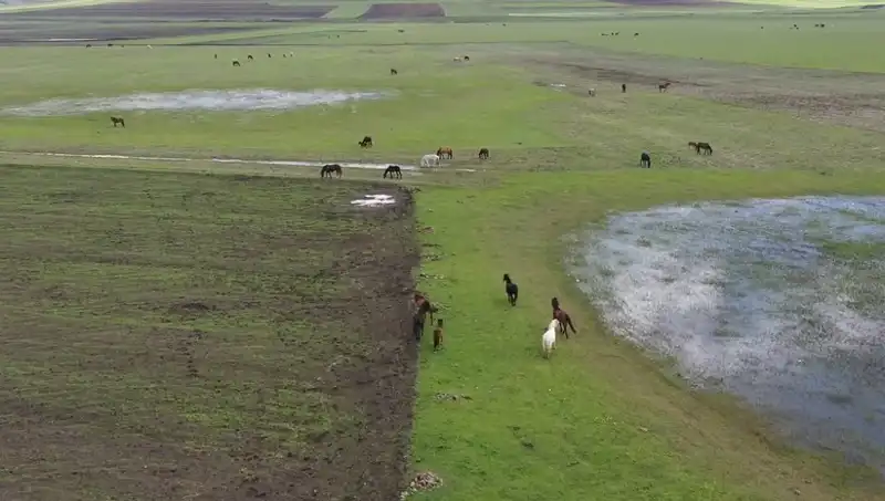 Kars'ın Doğasında Yılkı Atlarının Büyüleyici Anları