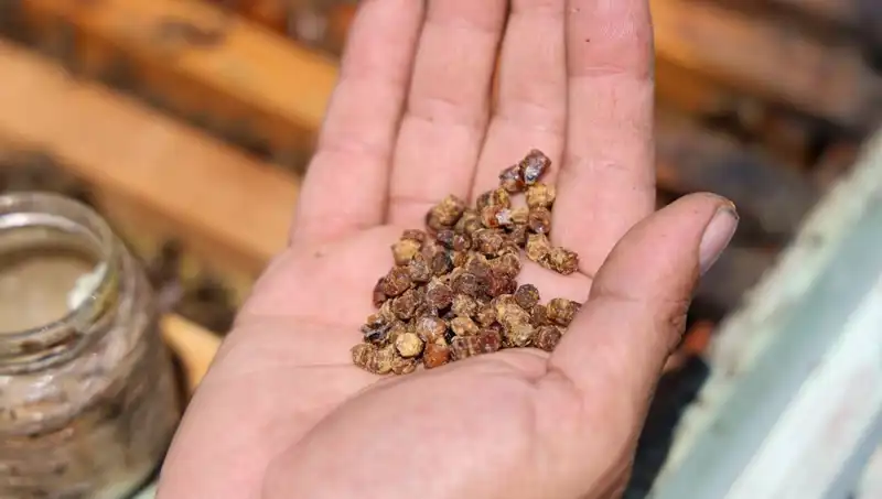 Eskiden Çöpe Gidiyordu, Artık Gözde Bir Protein Kaynağı: 3 Bin TL ile Satılıyor!