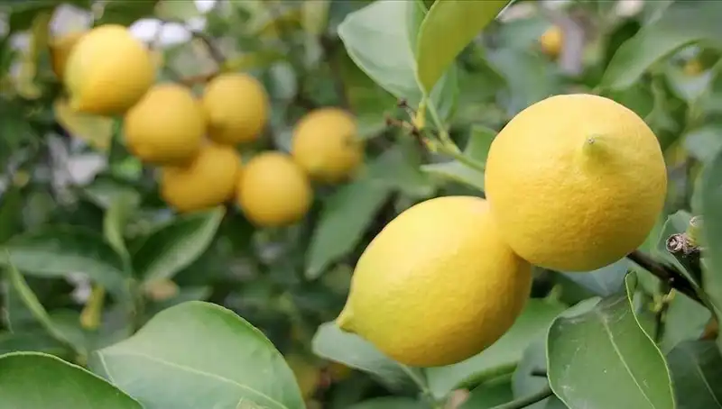 Limonun Fiyatı Uçtu: Marketlerde Adedi 24 Lira!