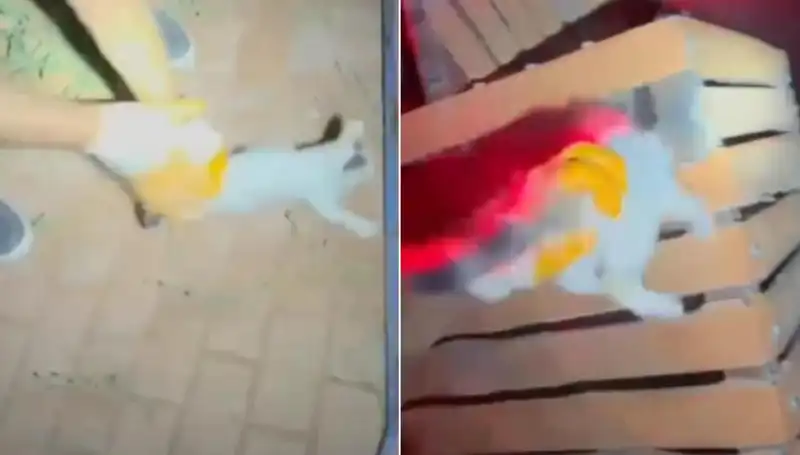 Gece Yarısı İtfaiyeden Kedi Kurtarma Operasyonu: Kahramanlar Göreve!