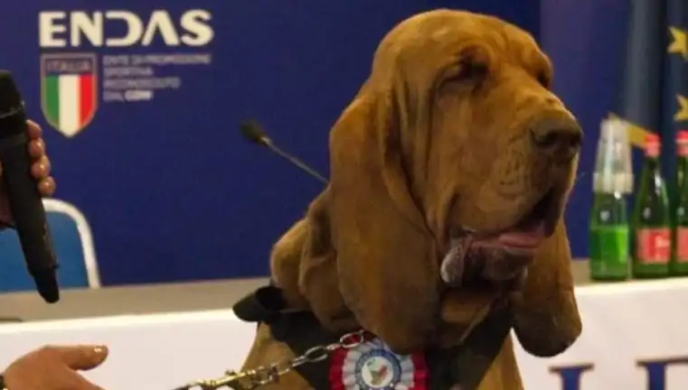 Arama Köpeğine Suikast: Çivili Sosis ile İnfaz Edildi