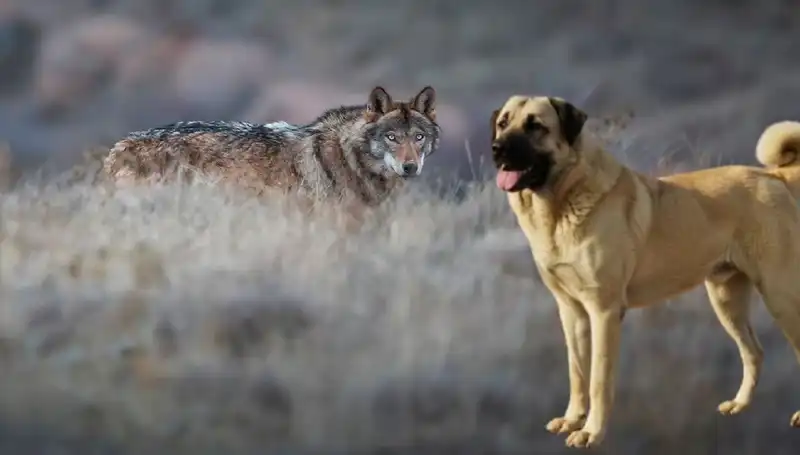 Kurt Popülasyonundaki Artış, Kangal Köpeği Talebini Patlattı!