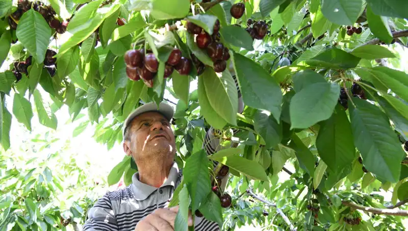 Lapseki'nin Dev Gösterisi: Çay Bardağına Sığmayan Dev Meyve