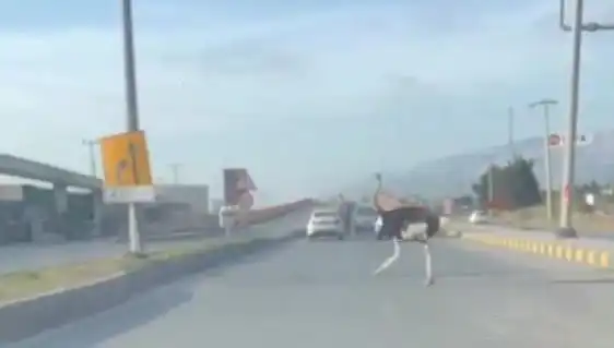 Trafikte Deve Kuşu Şaşkınlığı: Şehirde Neler Oluyor?