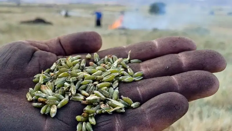 Firik Sezonu Başladı: Geleneksel Lezzetler Tekrar Gün Yüzüne Çıkıyor